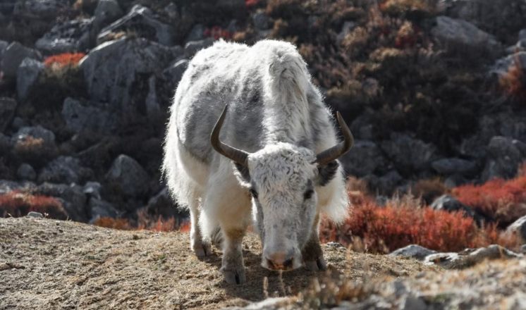 Kyanjin Gompa - Ganja La Pass Trek